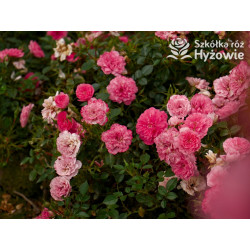 Knirps® - Róże Okrywowe - 