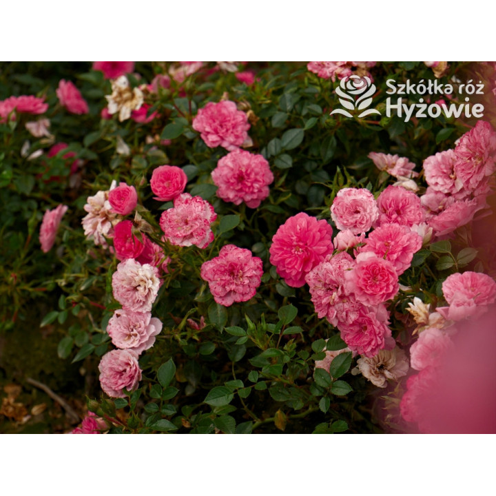 Knirps® - Róże Okrywowe - 