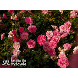 Knirps® - Róże Okrywowe - 