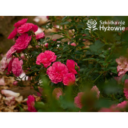 Knirps® - Róże Okrywowe - 