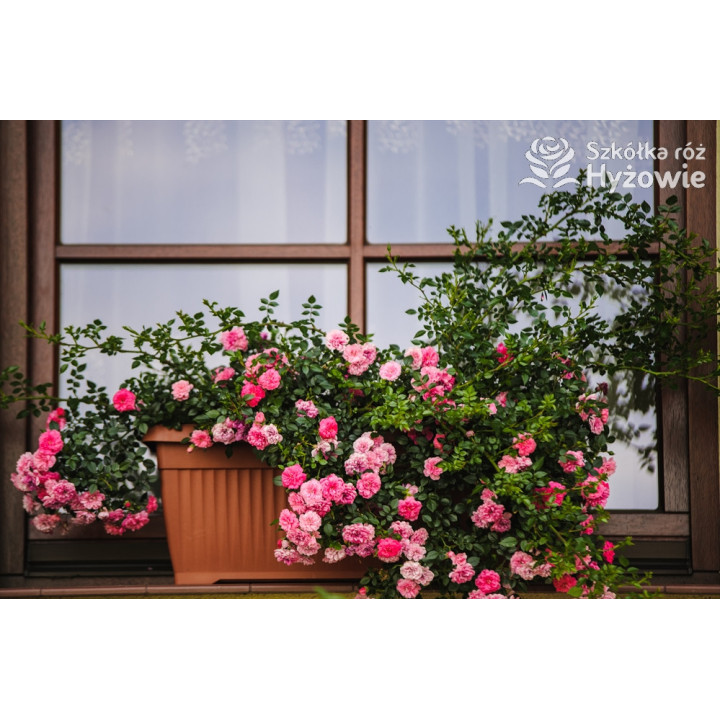 Knirps® - Róże Okrywowe - 