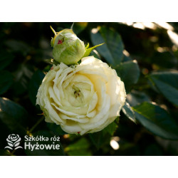 Lemon Rokoko® - Róże Rabatowe - 