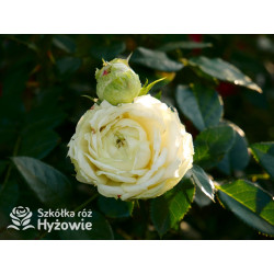 Lemon Rokoko® - Róże Rabatowe - 