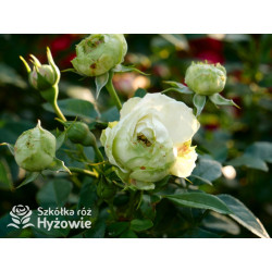 Lemon Rokoko® - Róże Rabatowe - 