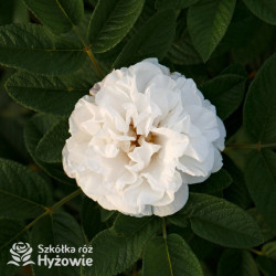 'Louise Bugnet' - Rosa rugosa -