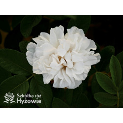 'Louise Bugnet' - Rosa rugosa - 