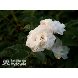 'Louise Bugnet' - Rosa rugosa - 
