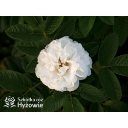 'Louise Bugnet' - Rosa rugosa - 