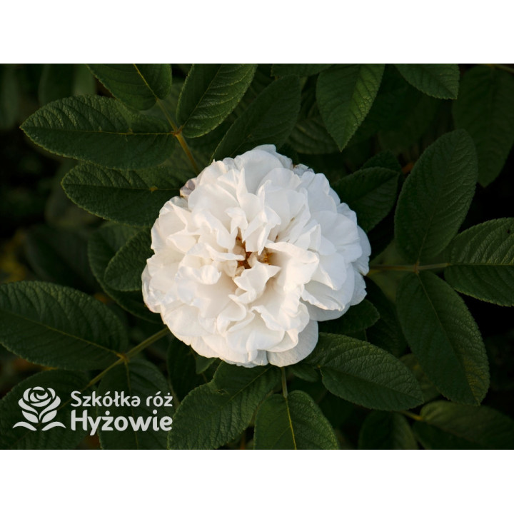 'Louise Bugnet' - Rosa rugosa - 