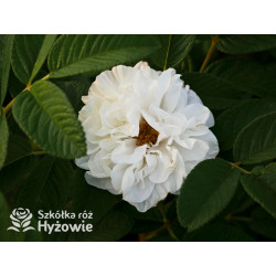 'Louise Bugnet' - Rosa rugosa - 