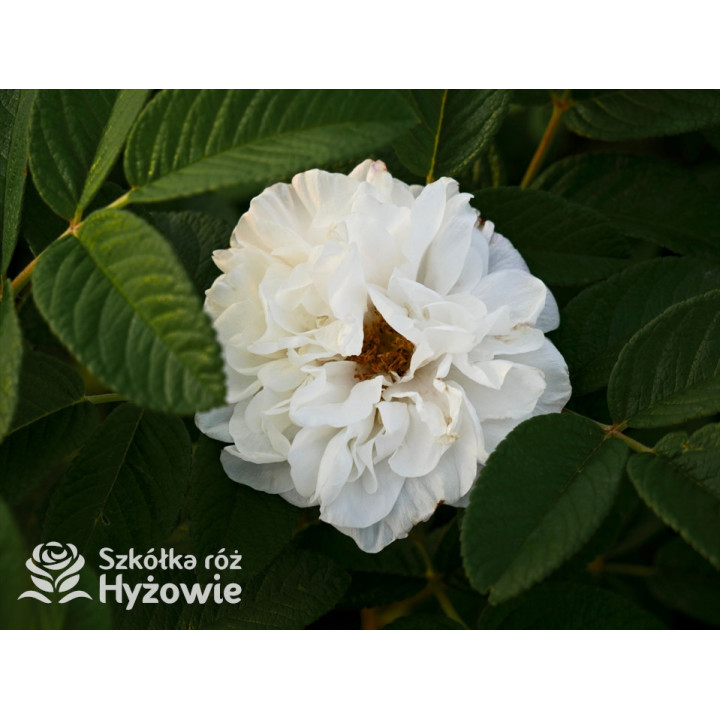 'Louise Bugnet' - Rosa rugosa - 