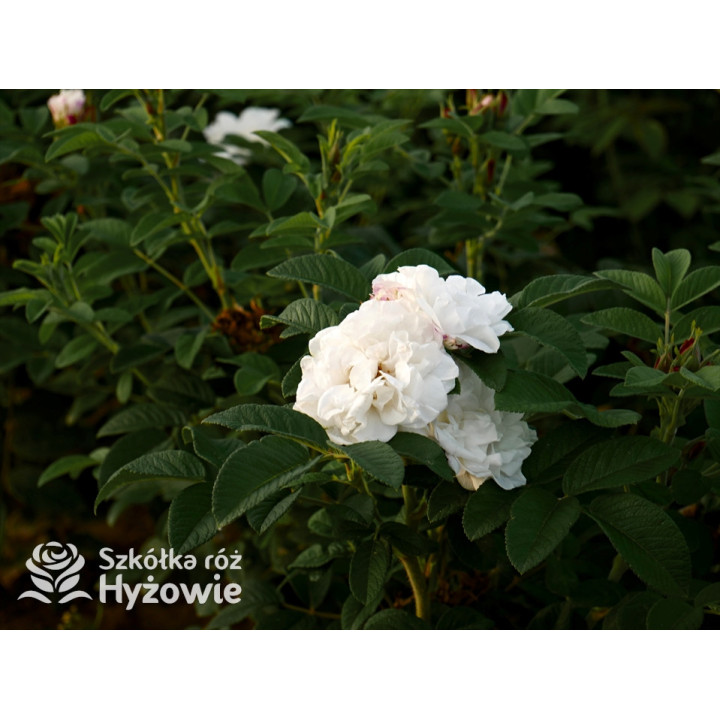 'Louise Bugnet' - Rosa rugosa - 