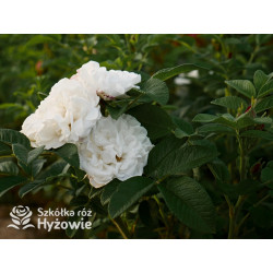 'Louise Bugnet' - Rosa rugosa - 