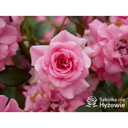 Mirato® - Róże Okrywowe - 