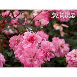 Mirato® - Róże Okrywowe - 