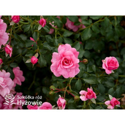 Mirato® - Róże Okrywowe - 