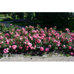 Mirato® - Róże Okrywowe - 