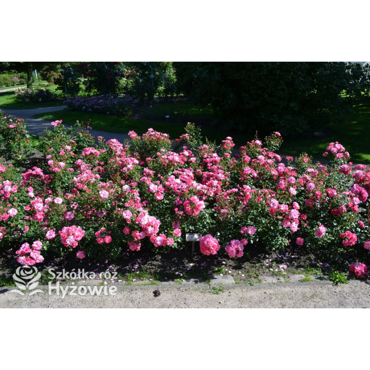 Mirato® - Róże Okrywowe - 