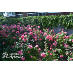 Mirato® - Róże Okrywowe - 