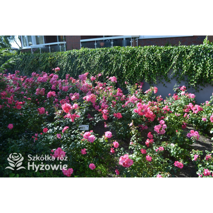 Mirato® - Róże Okrywowe - 