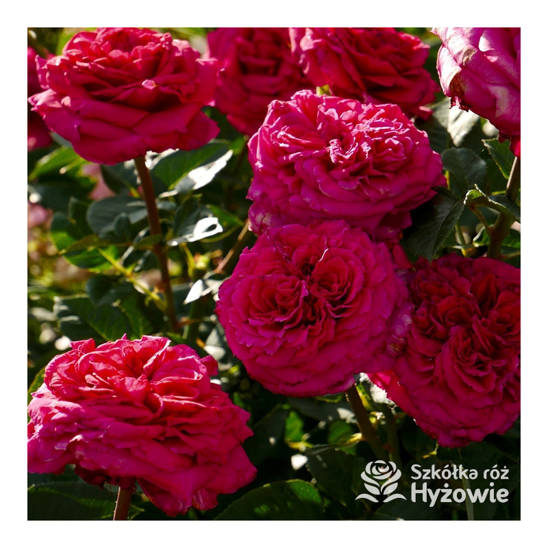 Noblesse R e Wielkokwiatowe noblesse-r-e-wielkokwiatowe