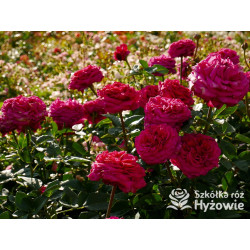 Noblesse® - Róże Wielkokwiatowe - 