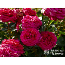 Noblesse® - Róże Wielkokwiatowe - 