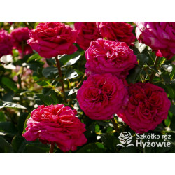 Noblesse® - Róże Wielkokwiatowe - 