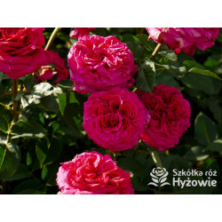 Noblesse® - Róże Wielkokwiatowe - 