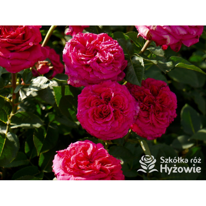 Noblesse® - Róże Wielkokwiatowe - 
