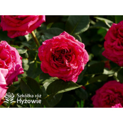 Noblesse® - Róże Wielkokwiatowe - 