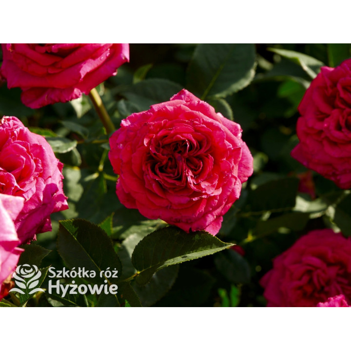 Noblesse® - Róże Wielkokwiatowe - 