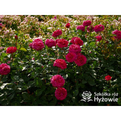 Noblesse® - Róże Wielkokwiatowe - 