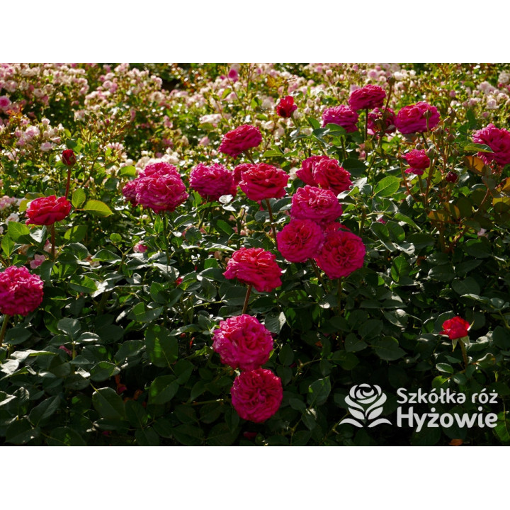 Noblesse® - Róże Wielkokwiatowe - 