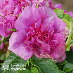 'Hansa' - Rosa rugosa - 