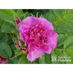 'Hansa' - Rosa rugosa - 