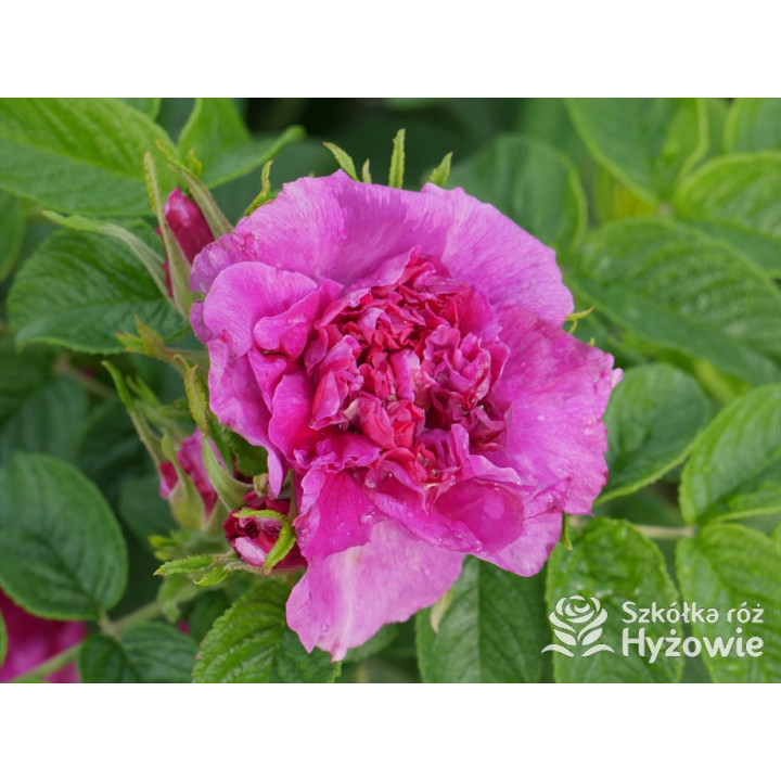 'Hansa' - Rosa rugosa - 
