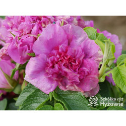 'Hansa' - Rosa rugosa - 