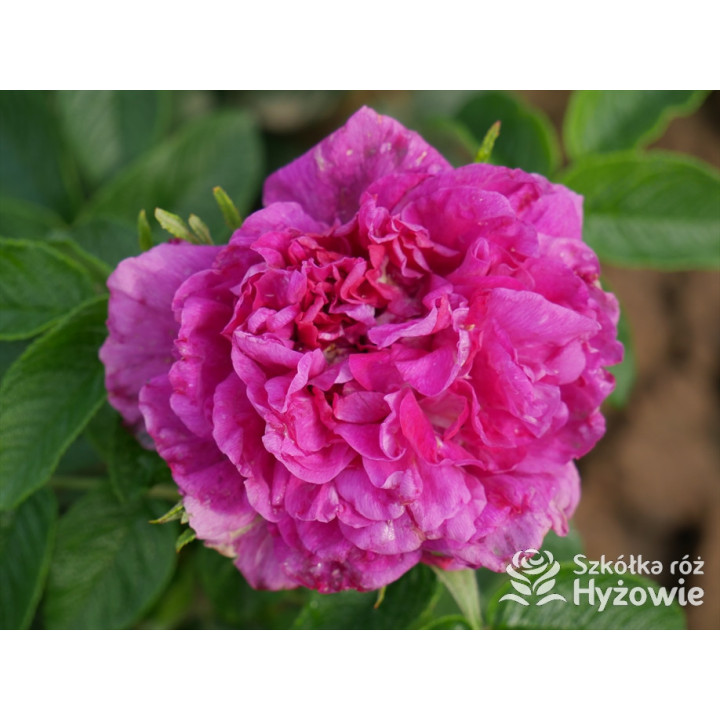 'Hansa' - Rosa rugosa - 