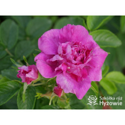 'Hansa' - Rosa rugosa - 