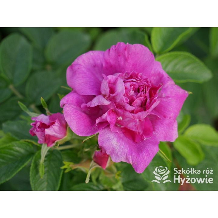 'Hansa' - Rosa rugosa - 