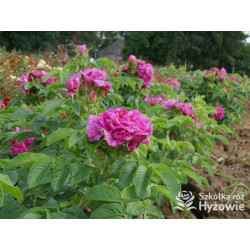 'Hansa' - Rosa rugosa - 
