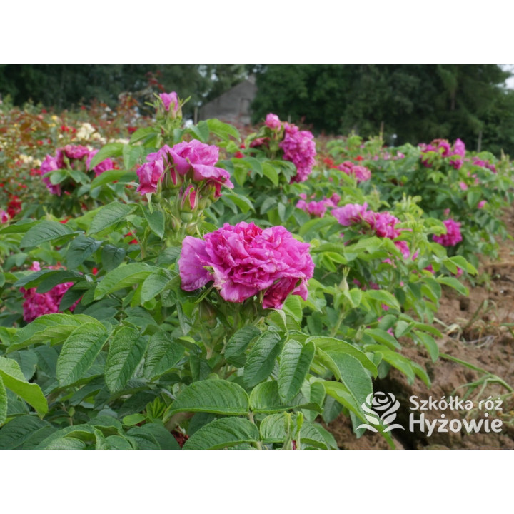 'Hansa' - Rosa rugosa - 