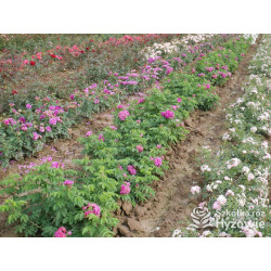 'Hansa' - Rosa rugosa - 