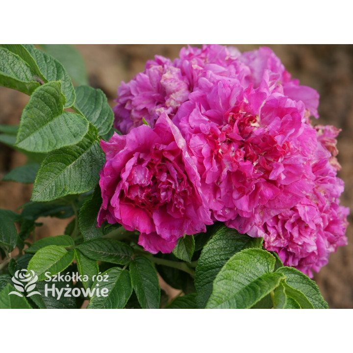'Hansa' - Rosa rugosa - 