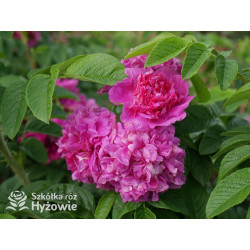 'Hansa' - Rosa rugosa - 