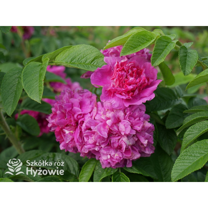 'Hansa' - Rosa rugosa - 