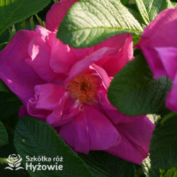 Rosa rugosa Red Foxi® - Rosa rugosa -