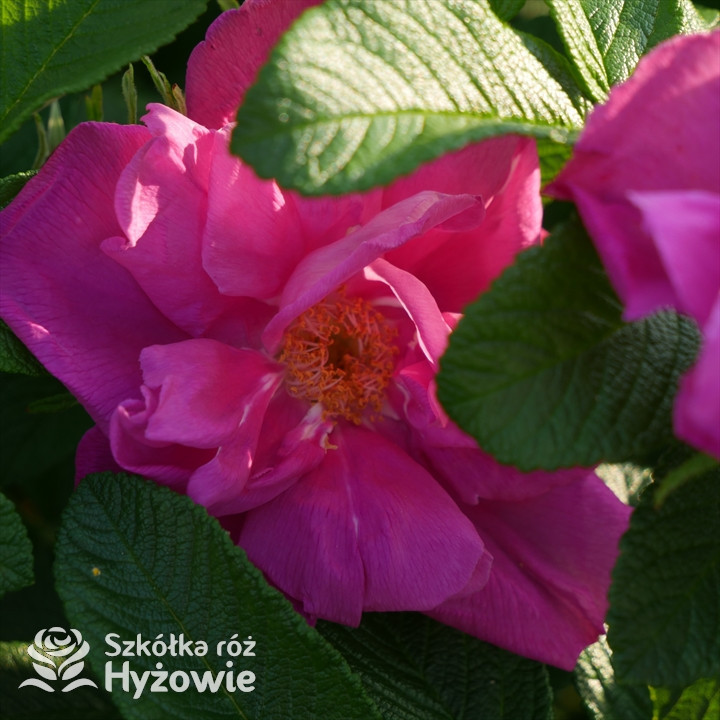 Rosa rugosa Red Foxi® - Rosa rugosa - 