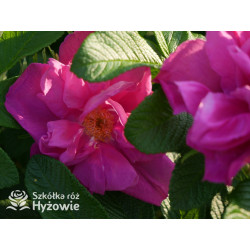 Rosa rugosa Red Foxi® - Rosa rugosa - 
